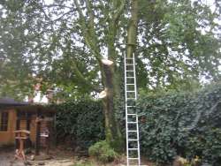 bomen rooien Sweijkhuizn